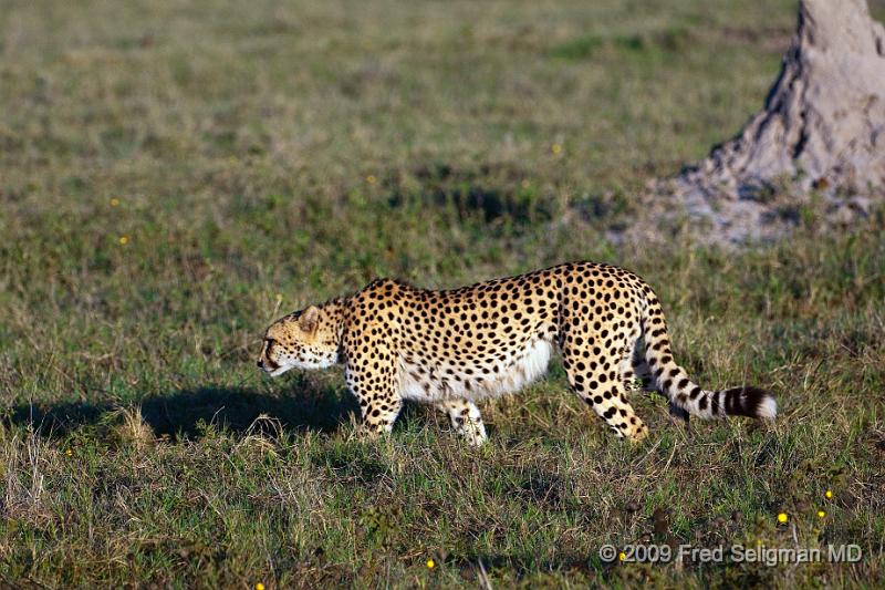 20090618_084222 D300 X1.jpg - Cheetah at Selinda Spillway (Hunda Island) Botswana